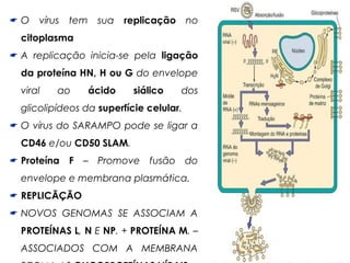  O vírus tem sua replicação no 
citoplasma 
 A replicação inicia-se pela ligação 
da proteína HN, H ou G do envelope 
viral ao ácido siálico dos 
glicolipídeos da superfície celular. 
 O vírus do SARAMPO pode se ligar a 
CD46 e/ou CD50 SLAM. 
 Proteína F – Promove fusão do 
envelope e membrana plasmática. 
 REPLICÃÇÃO 
 NOVOS GENOMAS SE ASSOCIAM A 
PROTEÍNAS L, N E NP. + PROTEÍNA M. – 
ASSOCIADOS COM A MEMBRANA 
FORMA AS GLICOPROTEÍNAS VÍRAIS. 
 