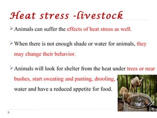 Heat stress -livestock
Animals can suffer the effects of heat stress as well.
When there is not enough shade or water for animals, they
may change their behavior.
Animals will look for shelter from the heat under trees or near
bushes, start sweating and panting, drooling, drink more
water and have a reduced appetite for food.
 