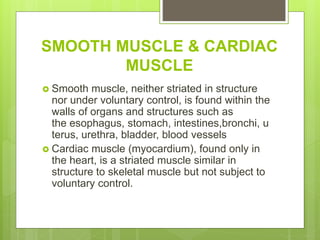 SMOOTH MUSCLE & CARDIAC
MUSCLE
 Smooth muscle, neither striated in structure
nor under voluntary control, is found within the
walls of organs and structures such as
the esophagus, stomach, intestines,bronchi, u
terus, urethra, bladder, blood vessels
 Cardiac muscle (myocardium), found only in
the heart, is a striated muscle similar in
structure to skeletal muscle but not subject to
voluntary control.
 