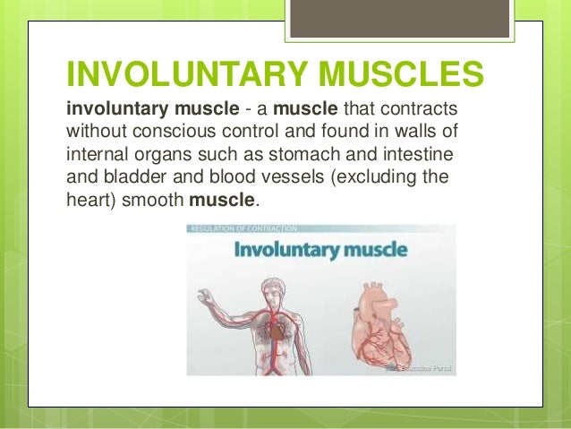 INVOLUNTARY MUSCLES