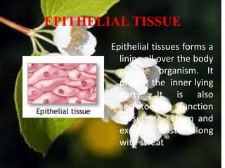 EPITHELIAL TISSUE
Epithelial tissues forms a
lining all over the body
of the organism. It
protect the inner lying
party. It is also
secretory in function
to secrete sebum and
excrete waste along
with sweat
 