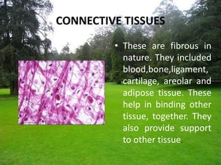 CONNECTIVE TISSUES
• These are fibrous in
nature. They included
blood,bone,ligament,
cartilage, areolar and
adipose tissue. These
help in binding other
tissue, together. They
also provide support
to other tissue.
 