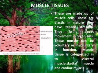 MUSCLE TISSUES
• These are made up of
muscle cells. These are
elastic in nature they
have tensile strength.
They bring about
movement in organisms.
These muscle can be
voluntary or involuntary
in function. Muscle
tissue is categorized in
to visceral
muscle,skettal muscle
and cardiac muscle
 