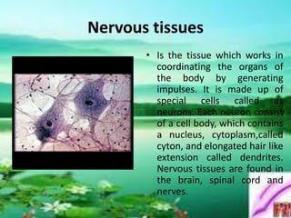 Nervous tissues
• Is the tissue which works in
coordinating the organs of
the body by generating
impulses. It is made up of
special cells called as
neurons. Each neuron consist
of a cell body, which contains
a nucleus, cytoplasm,called
cyton, and elongated hair like
extension called dendrites.
Nervous tissues are found in
the brain, spinal cord and
nerves.
 