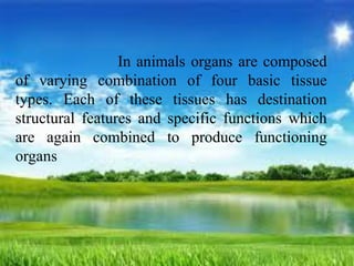 In animals organs are composed
of varying combination of four basic tissue
types. Each of these tissues has destination
structural features and specific functions which
are again combined to produce functioning
organs
 