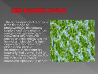 The light-dependent reactions
is the first stage of
photosynthesis. This process
capture and store energy from
sunlight and light energy is
converted into chemical
energy and this energy is in the
form of a molecule. The light-
dependent reactions take
place in the inside a
chloroplast. Chloroplast are
organelle that convert light to
energy. This energy released by
the molecules is called
adenosine triphosphate or ATP.
 