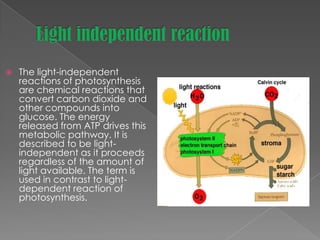    The light-independent
    reactions of photosynthesis
    are chemical reactions that
    convert carbon dioxide and
    other compounds into
    glucose. The energy
    released from ATP drives this
    metabolic pathway. It is
    described to be light-
    independent as it proceeds
    regardless of the amount of
    light available. The term is
    used in contrast to light-
    dependent reaction of
    photosynthesis.
 