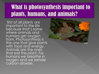 first of all plants are
important to the life
because that’s some
where animals and
humans get oxygen
from. Photosynthesis is
the one that give plants
with food and energy.
Animals are the ones
that eat the plant. For
humans we breathe in
oxygen and we exhale
carbon dioxide.
 