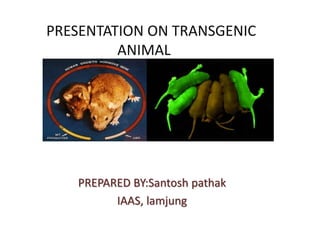PRESENTATION ON TRANSGENIC
ANIMAL
PREPARED BY:Santosh pathak
IAAS, lamjung
 