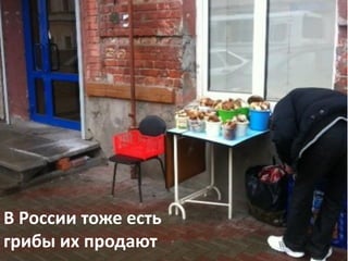 В России тоже есть
грибы их продают
 
