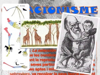 CREACIONISMEQuan ens referim a l’evolució molts científics han introduït i escrit diverses teories sobre aquest tema, intentant respondre a les preguntes sobre la mutabilitat de les espècies. Darwin va proposar el principi que controla l’evolució: La selección Natural, el qual ens mostra que les condicions del medi acaben seleccionant la reproducció dels organismes segons les seves particularitats, fent que sols els sers mes aptes i millors adaptats puguen sobreviure, va recolzar la seva teoria pensant que el procés evolutiu era gradual i lent. La publicació de “El origen de la especies” el 24 de novembre de 1859per part de Darwin al segle XIX fou una revolució en el coneixement universal, encara que aquestes idees sofriren rebuig per part d’una societat conservadora i religiosa en el seu temps, hui dia es considerat un dels treballs precursors de la literatura científica i el fonament de la teoria biològica evolutiva.