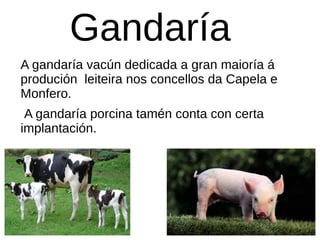 Gandaría
A gandaría vacún dedicada a gran maioría á
produción leiteira nos concellos da Capela e
Monfero.
A gandaría porcina tamén conta con certa
implantación.
 