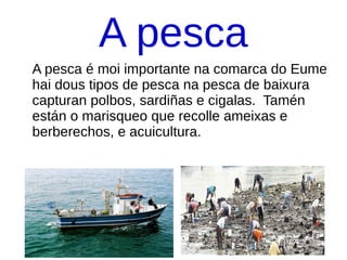 A pesca
A pesca é moi importante na comarca do Eume
hai dous tipos de pesca na pesca de baixura
capturan polbos, sardiñas e cigalas. Tamén
están o marisqueo que recolle ameixas e
berberechos, e acuicultura.
 