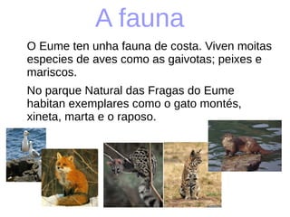 A fauna
O Eume ten unha fauna de costa. Viven moitas
especies de aves como as gaivotas; peixes e
mariscos.
No parque Natural das Fragas do Eume
habitan exemplares como o gato montés,
xineta, marta e o raposo.
 