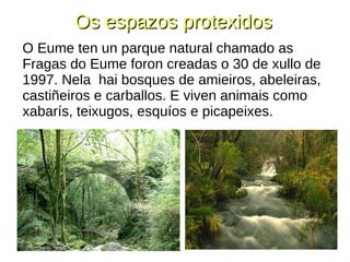 Os espazos protexidosOs espazos protexidos
O Eume ten un parque natural chamado as
Fragas do Eume foron creadas o 30 de xullo de
1997. Nela hai bosques de amieiros, abeleiras,
castiñeiros e carballos. E viven animais como
xabarís, teixugos, esquíos e picapeixes.
 
