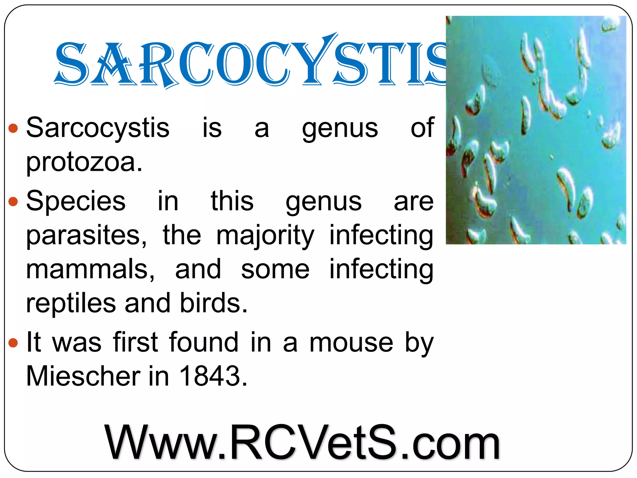 Sarcocystis
 Sarcocystis

is

a

genus

of

protozoa.
 Species in this genus are
parasites, the majority infecting
mammals, and some infecting
reptiles and birds.
 It was first found in a mouse by
Miescher in 1843.

Www.RCVetS.com

 