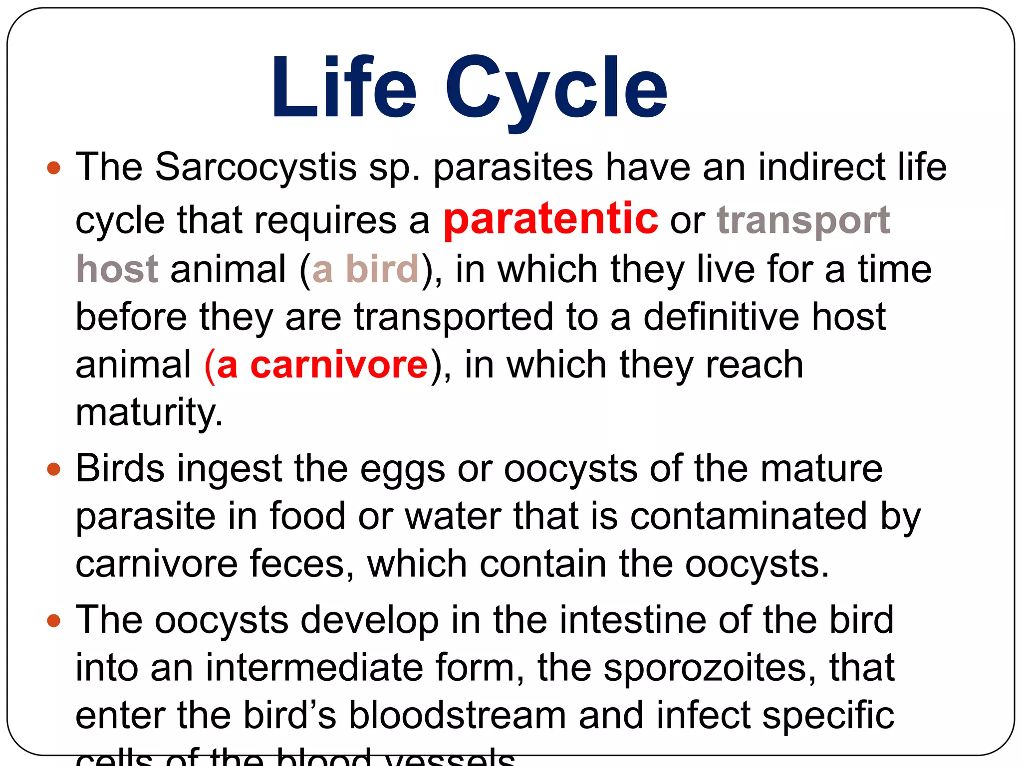 Life Cycle
 The Sarcocystis sp. parasites have an indirect life

cycle that requires a paratentic or transport
host animal (a bird), in which they live for a time
before they are transported to a definitive host
animal (a carnivore), in which they reach
maturity.
 Birds ingest the eggs or oocysts of the mature
parasite in food or water that is contaminated by
carnivore feces, which contain the oocysts.
 The oocysts develop in the intestine of the bird
into an intermediate form, the sporozoites, that
enter the bird’s bloodstream and infect specific

 