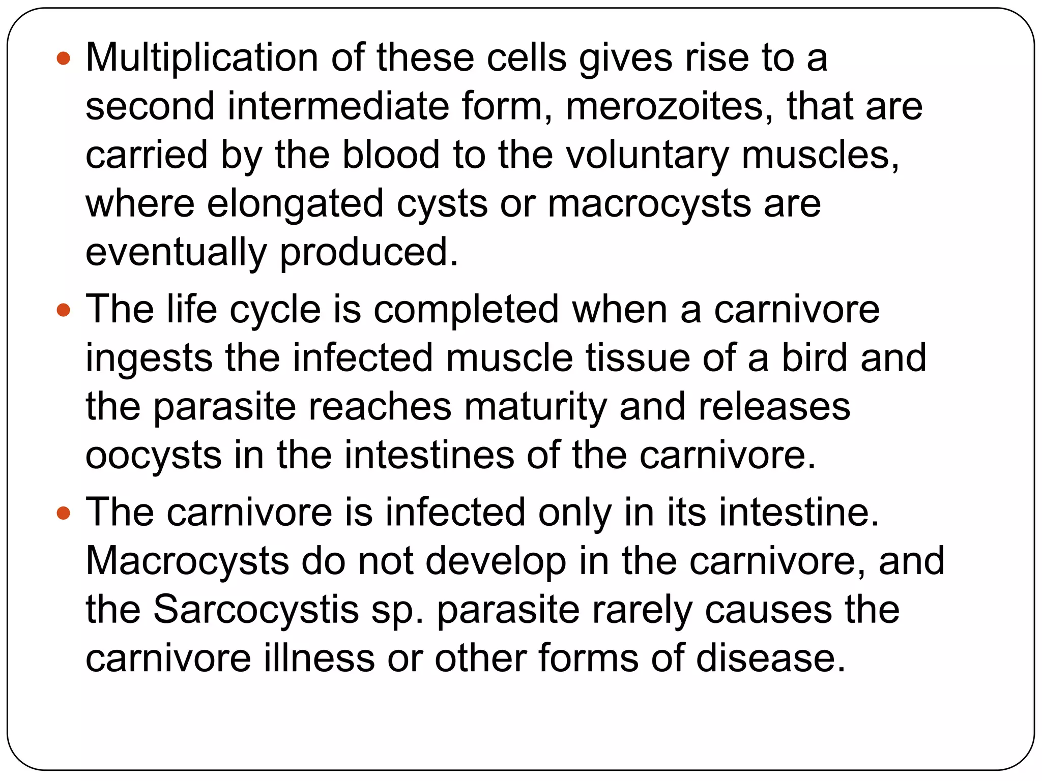  Multiplication of these cells gives rise to a

second intermediate form, merozoites, that are
carried by the blood to the voluntary muscles,
where elongated cysts or macrocysts are
eventually produced.
 The life cycle is completed when a carnivore
ingests the infected muscle tissue of a bird and
the parasite reaches maturity and releases
oocysts in the intestines of the carnivore.
 The carnivore is infected only in its intestine.
Macrocysts do not develop in the carnivore, and
the Sarcocystis sp. parasite rarely causes the
carnivore illness or other forms of disease.

 