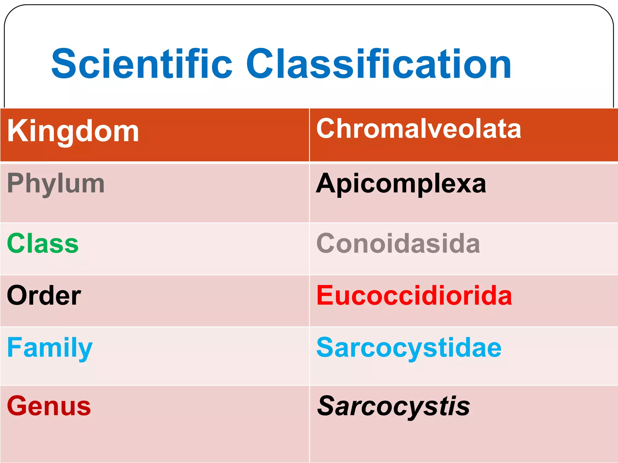 Scientific Classification
Kingdom

Chromalveolata

Phylum

Apicomplexa

Class

Conoidasida

Order

Eucoccidiorida

Family

Sarcocystidae

Genus

Sarcocystis

 