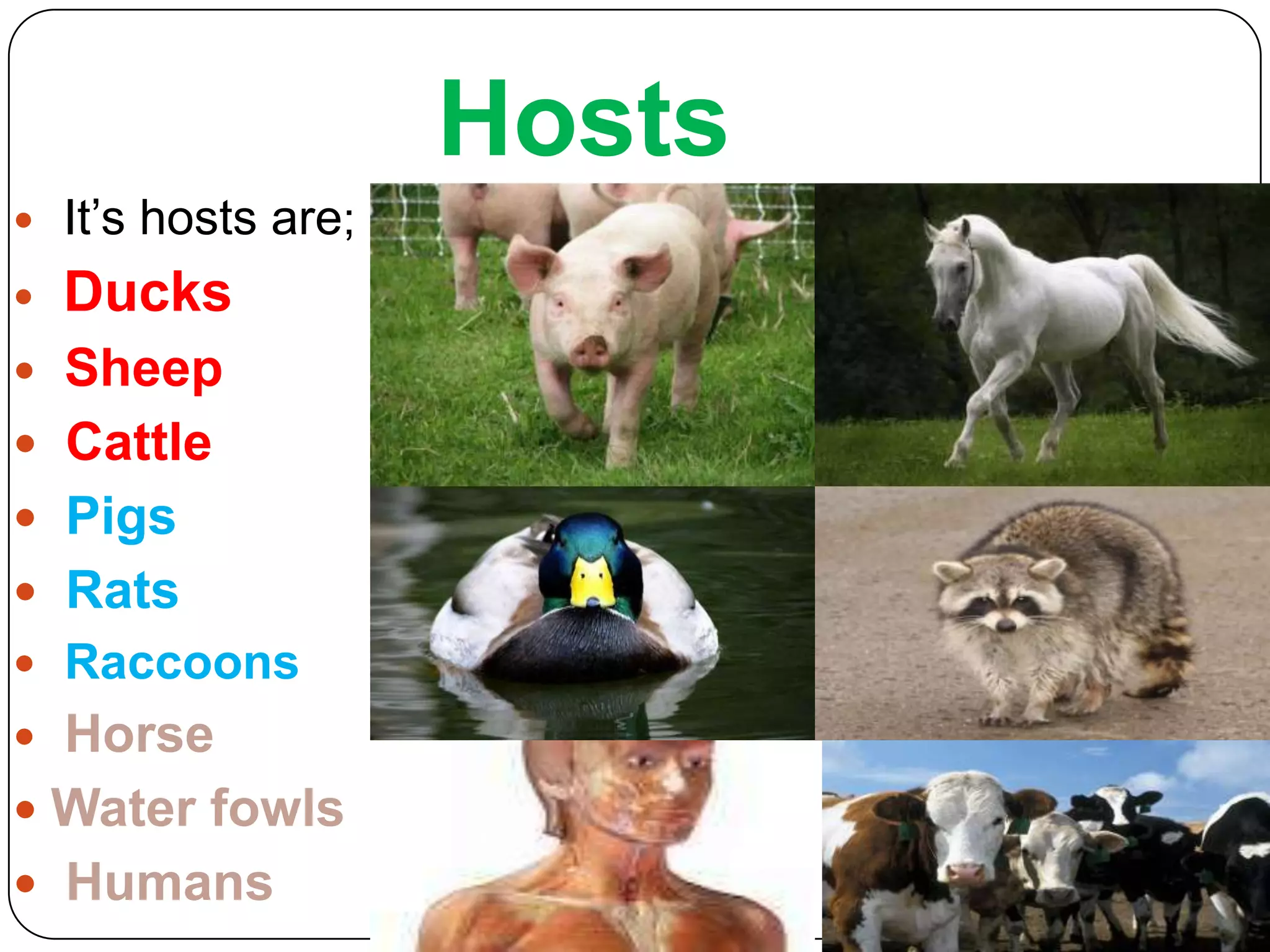 Hosts


It’s hosts are;



Ducks

Sheep
 Cattle
 Pigs
 Rats


 Raccoons

Horse
 Water fowls
 Humans


 