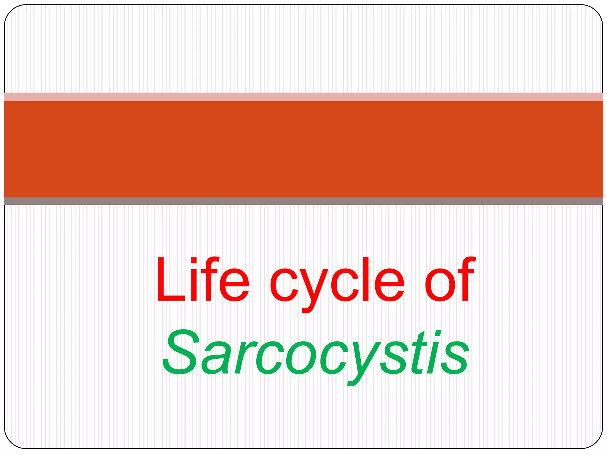 Life cycle of
Sarcocystis

 