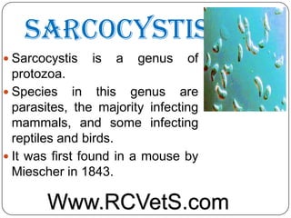 Sarcocystis
 Sarcocystis

is

a

genus

of

protozoa.
 Species in this genus are
parasites, the majority infecting
mammals, and some infecting
reptiles and birds.
 It was first found in a mouse by
Miescher in 1843.

Www.RCVetS.com

 