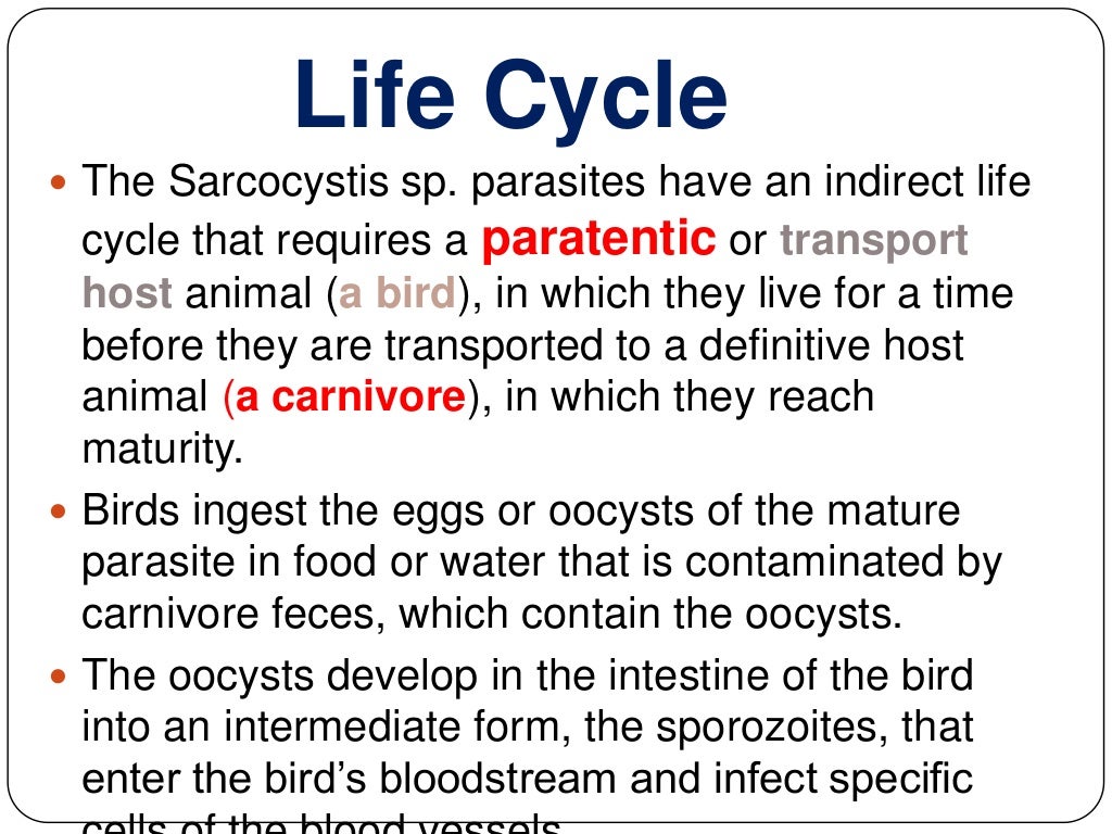 Sarcocystis