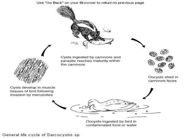 Sarcocystis