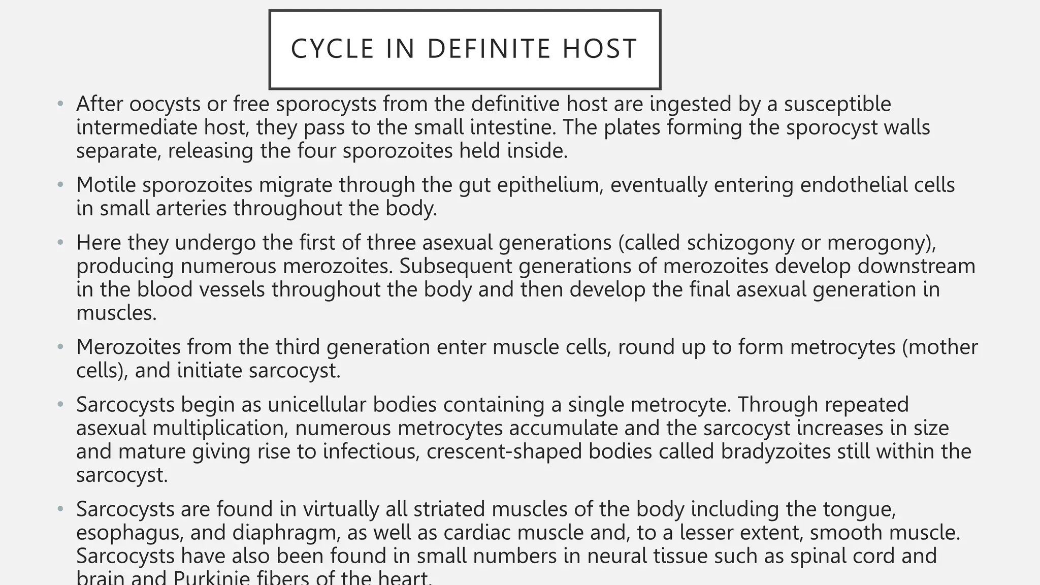 CYCLE IN DEFINITE HOST
• After oocysts or free sporocysts from the definitive host are ingested by a susceptible
intermediate host, they pass to the small intestine. The plates forming the sporocyst walls
separate, releasing the four sporozoites held inside.
• Motile sporozoites migrate through the gut epithelium, eventually entering endothelial cells
in small arteries throughout the body.
• Here they undergo the first of three asexual generations (called schizogony or merogony),
producing numerous merozoites. Subsequent generations of merozoites develop downstream
in the blood vessels throughout the body and then develop the final asexual generation in
muscles.
• Merozoites from the third generation enter muscle cells, round up to form metrocytes (mother
cells), and initiate sarcocyst.
• Sarcocysts begin as unicellular bodies containing a single metrocyte. Through repeated
asexual multiplication, numerous metrocytes accumulate and the sarcocyst increases in size
and mature giving rise to infectious, crescent-shaped bodies called bradyzoites still within the
sarcocyst.
• Sarcocysts are found in virtually all striated muscles of the body including the tongue,
esophagus, and diaphragm, as well as cardiac muscle and, to a lesser extent, smooth muscle.
Sarcocysts have also been found in small numbers in neural tissue such as spinal cord and
 