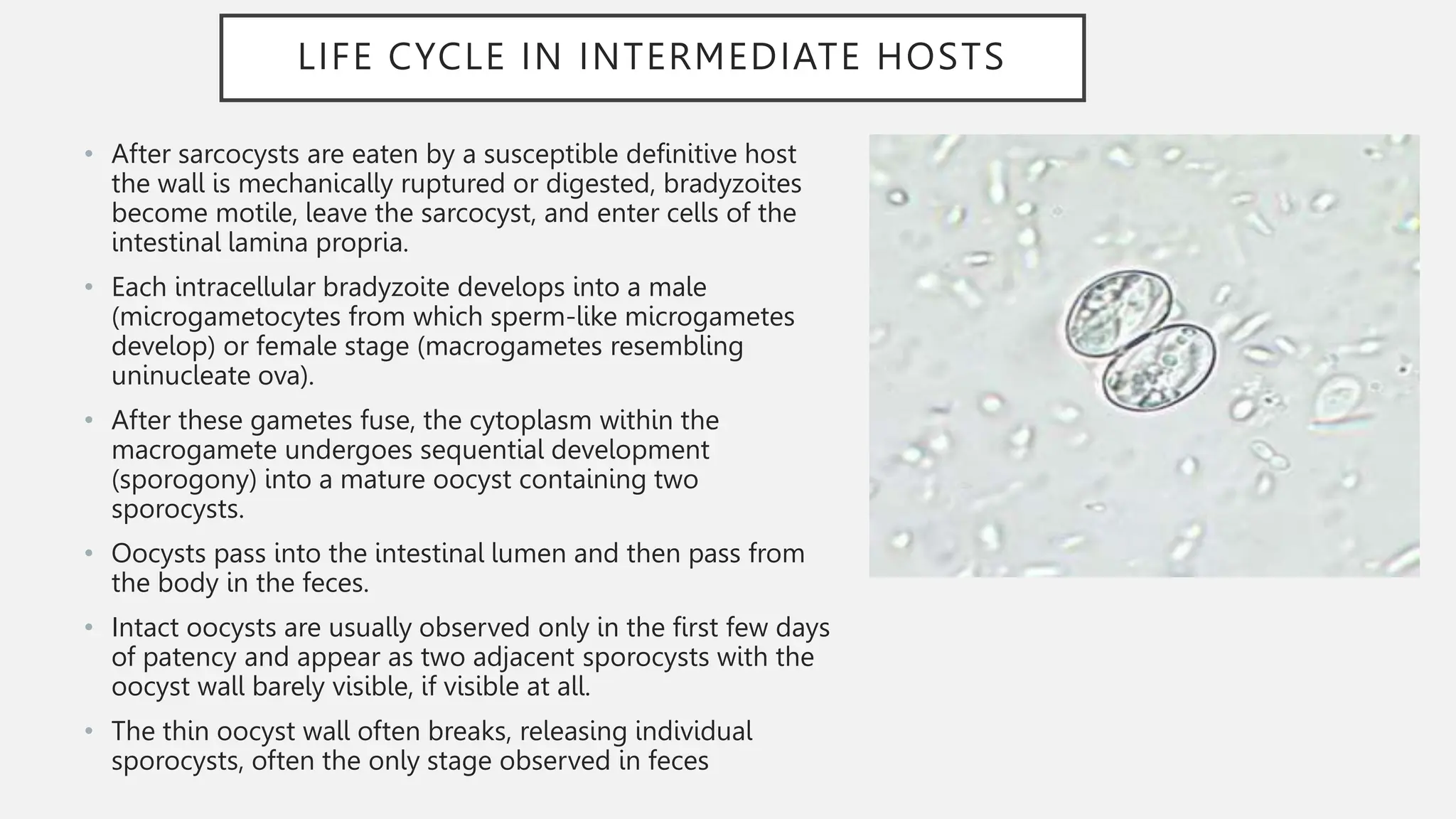 LIFE CYCLE IN INTERMEDIATE HOSTS
• After sarcocysts are eaten by a susceptible definitive host
the wall is mechanically ruptured or digested, bradyzoites
become motile, leave the sarcocyst, and enter cells of the
intestinal lamina propria.
• Each intracellular bradyzoite develops into a male
(microgametocytes from which sperm-like microgametes
develop) or female stage (macrogametes resembling
uninucleate ova).
• After these gametes fuse, the cytoplasm within the
macrogamete undergoes sequential development
(sporogony) into a mature oocyst containing two
sporocysts.
• Oocysts pass into the intestinal lumen and then pass from
the body in the feces.
• Intact oocysts are usually observed only in the first few days
of patency and appear as two adjacent sporocysts with the
oocyst wall barely visible, if visible at all.
• The thin oocyst wall often breaks, releasing individual
sporocysts, often the only stage observed in feces
 