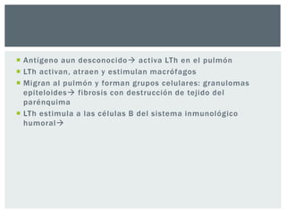  Antígeno aun desconocido activa LTh en el pulmón
 LTh activan, atraen y estimulan macrófagos
 Migran al pulmón y forman grupos celulares: granulomas
  epiteloides fibrosis con destrucción de tejido del
  parénquima
 LTh estimula a las células B del sistema inmunológico
  humoral
 