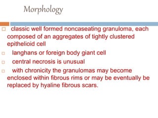 Morphology
 classic well formed noncaseating granuloma, each
composed of an aggregates of tightly clustered
epithelioid cell
 langhans or foreign body giant cell
 central necrosis is unusual
 with chronicity the granulomas may become
enclosed within fibrous rims or may be eventually be
replaced by hyaline fibrous scars.
 