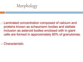 Morphology
 Laminated concentration composed of calcium and
proteins known as schaumann bodies and stellate
inclusion as asteroid bodies enclosed with in giant
cells are formed in approximately 60% of granulomas.
 Characteristic
 