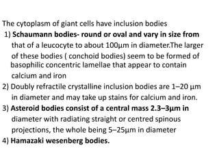 The cytoplasm of giant cells have inclusion bodies
1) Schaumann bodies- round or oval and vary in size from
that of a leucocyte to about 100μm in diameter.The larger
of these bodies ( conchoid bodies) seem to be formed of
basophilic concentric lamellae that appear to contain
calcium and iron
2) Doubly refractile crystalline inclusion bodies are 1–20 μm
in diameter and may take up stains for calcium and iron.
3) Asteroid bodies consist of a central mass 2.3–3μm in
diameter with radiating straight or centred spinous
projections, the whole being 5–25μm in diameter
4) Hamazaki wesenberg bodies.
 