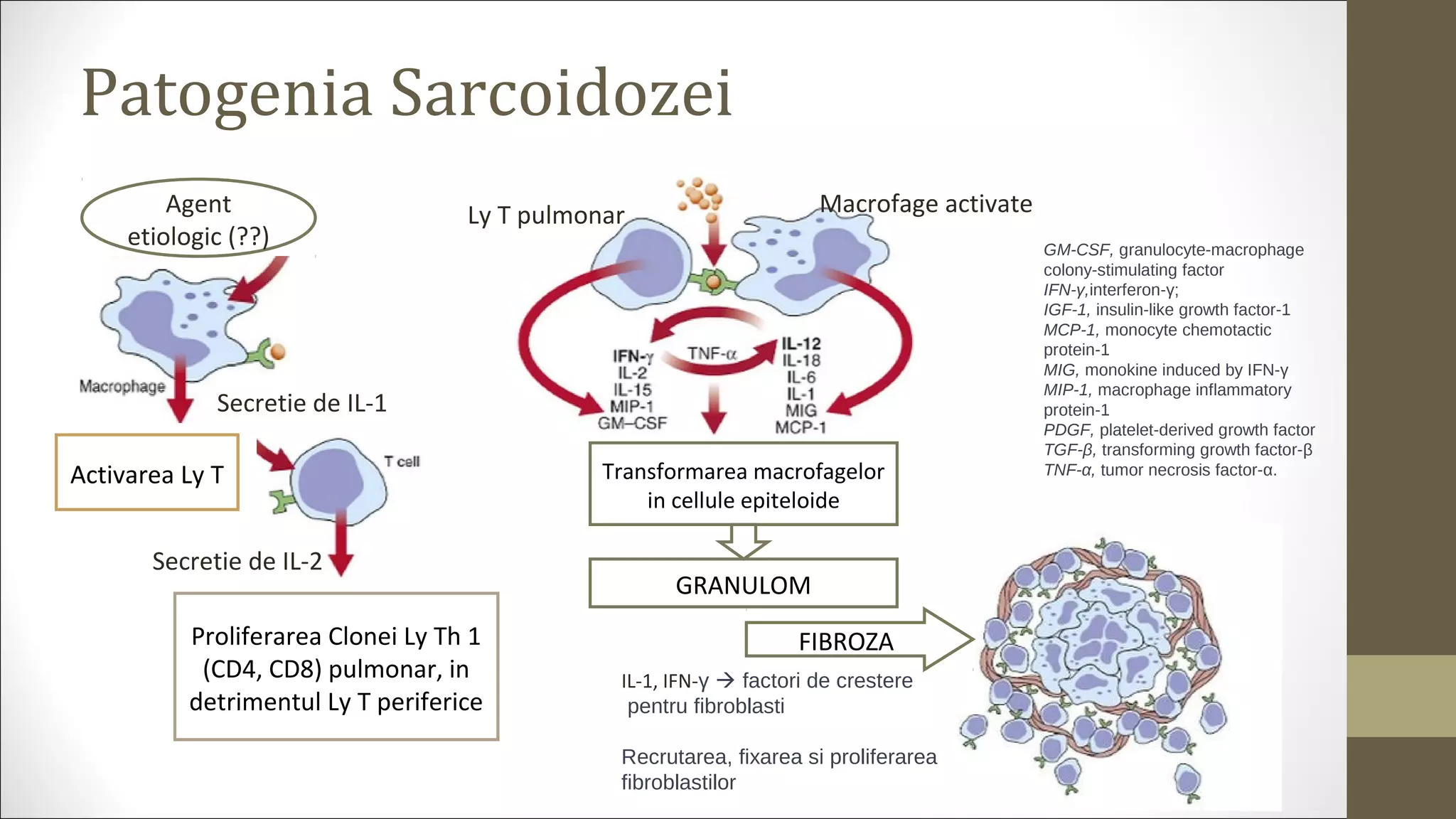 Patogenia Sarcoidozei
Agent
etiologic (??)
Secretie de IL-1
Activarea Ly T
Secretie de IL-2
Proliferarea Clonei Ly Th 1
(CD4, CD8) pulmonar, in
detrimentul Ly T periferice
Ly T pulmonar Macrofage activate
GRANULOM
GM-CSF, granulocyte-macrophage 
colony-stimulating factor
IFN-γ,interferon-γ; 
IGF-1, insulin-like growth factor-1
MCP-1, monocyte chemotactic 
protein-1
MIG, monokine induced by IFN-γ
MIP-1, macrophage inflammatory 
protein-1
PDGF, platelet-derived growth factor
TGF-β, transforming growth factor-β
TNF-α, tumor necrosis factor-α.
FIBROZA
IL-1, IFN-γ  factori de crestere
 pentru fibroblasti
Recrutarea, fixarea si proliferarea
fibroblastilor
Transformarea macrofagelor
in cellule epiteloide
 