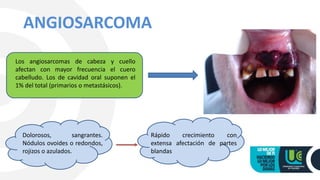 ANGIOSARCOMA
Los angiosarcomas de cabeza y cuello
afectan con mayor frecuencia el cuero
cabelludo. Los de cavidad oral suponen el
1% del total (primarios o metastásicos).
Dolorosos, sangrantes.
Nódulos ovoides o redondos,
rojizos o azulados.
Rápido crecimiento con
extensa afectación de partes
blandas
 