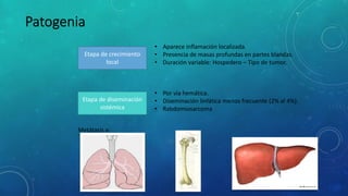 Etapa de crecimiento
local
• Aparece inflamación localizada.
• Presencia de masas profundas en partes blandas.
• Duración variable: Hospedero – Tipo de tumor.
Etapa de diseminación
sistémica
• Por vía hemática.
• Diseminación linfática menos frecuente (2% al 4%).
• Rabdomiosarcoma
Metátasis a:
 