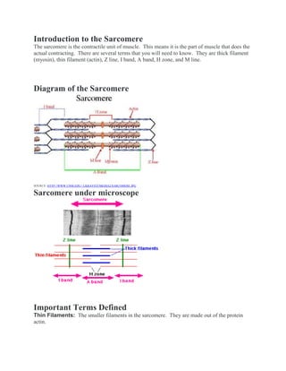Introduction to the Sarcomere
The sarcomere is the contractile unit of muscle. This means it is the part of muscle that does the
actual contracting. There are several terms that you will need to know. They are thick filament
(myosin), thin filament (actin), Z line, I band, A band, H zone, and M line.
Diagram of the Sarcomere
SOURCE: HTTP://WWW.UNM.EDU/~LKRAVITZ/MEDIA2/SARCOMERE.JPG
Sarcomere under microscope
Important Terms Defined
Thin Filaments: The smaller filaments in the sarcomere. They are made out of the protein
actin.
 