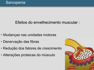 Sarcopenia
Efeitos do envelhecimento muscular :
• Mudanças nas unidades motoras
• Denervação das fibras
• Redução dos fatores de crescimento
• Alterações proteicas do músculo
 