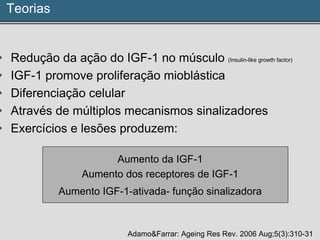 Teorias
• Redução da ação do IGF-1 no músculo (Insulin-like growth factor)
• IGF-1 promove proliferação mioblástica
• Diferenciação celular
• Através de múltiplos mecanismos sinalizadores
• Exercícios e lesões produzem:
Aumento da IGF-1
Aumento dos receptores de IGF-1
Aumento IGF-1-ativada- função sinalizadora
Adamo&Farrar: Ageing Res Rev. 2006 Aug;5(3):310-31
 