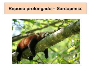 Reposo prolongado = Sarcopenia.
 