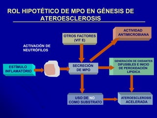 ROL HIPOTÉTICO DE MPO EN GÉNESIS DE 
ATEROESCLEROSIS 
ESTÍMULO 
INFLAMATÓRIO 
OTROS FACTORES 
(VIT E) 
SECRECIÓN 
DE MPO 
USO DE NO 
COMO SUBSTRATO 
ACTIVIDAD 
ANTIMICROBIANA 
GENERACIÓN DE OXIDANTES 
DIFUSIBLES E INICIO 
DE PEROXIDACIÓN 
LIPIDICA 
ATEROESCLEROSIS 
ACELERADA 
ACTIVACIÓN DE 
NEUTRÓFILOS 
 
