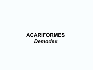 ACARIFORMES
Demodex
 