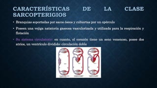 CARACTERÍSTICAS DE LA CLASE
SARCOPTERIGIOS
• Branquias soportadas por sacos óseos y cubiertas por un opérculo
• Poseen una vejiga natatoria gaseosa vasculorizada y utilizada para la respiración y
flotación
• Su sistema circulatorio: en cuanto, el corazón tiene un seno venenoso, posee dos
atrios, un ventrículo dividido; circulación doble
 