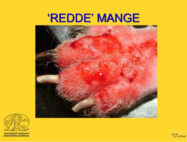 Demodex mange ivermectin dose. Jill scott insomnia