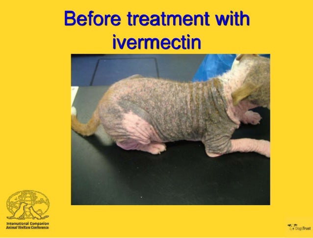 Ivermectin Dogs Demodex