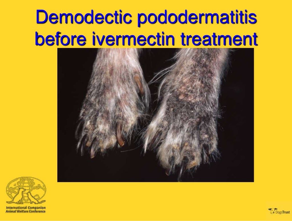 ICAWC 2013 Sarcoptic and Demodectic Mange David Grant