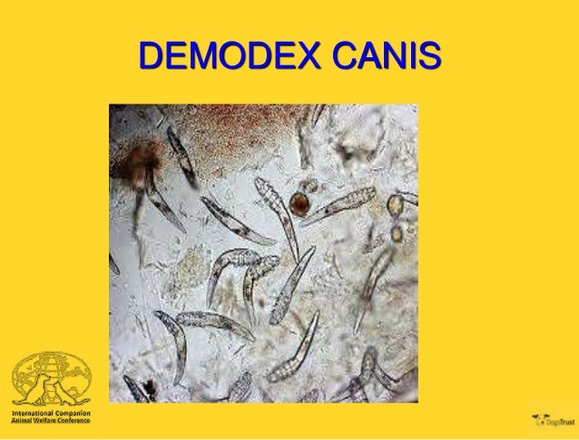 ICAWC 2013 - Sarcoptic and Demodectic Mange - David Grant