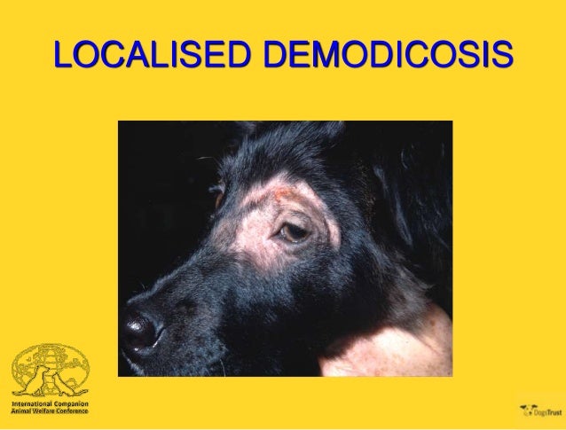 Ivermectin Dogs Demodex