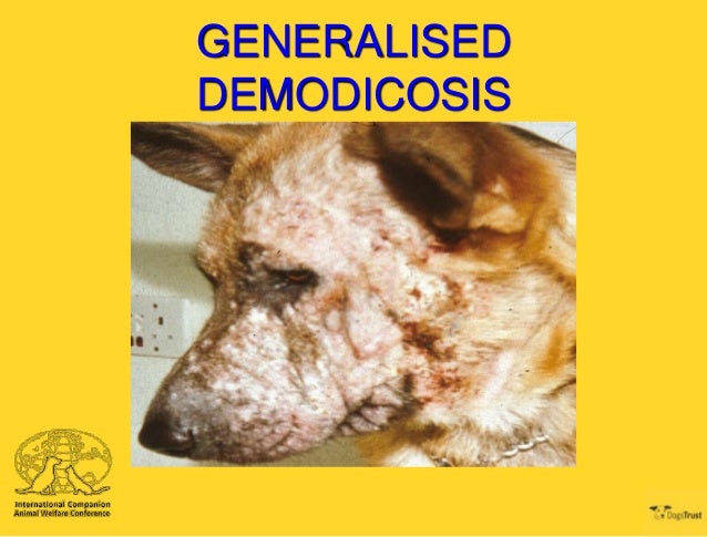 ICAWC 2013 - Sarcoptic and Demodectic Mange - David Grant